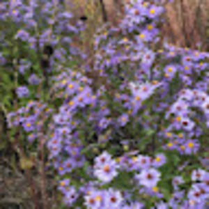 Meet your Posher, Bridyet